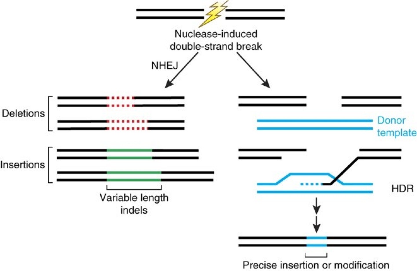 Image 1 from the paper Genome editing approaches to augment cattle breeding programs