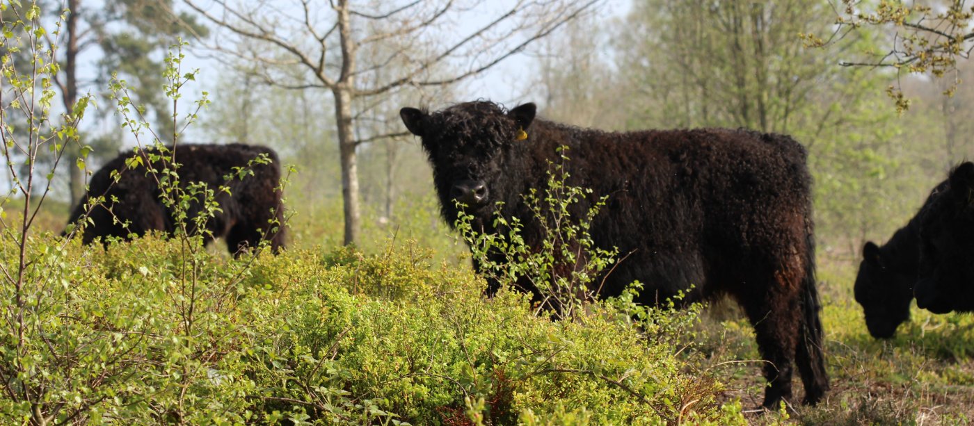 cows at bickerton