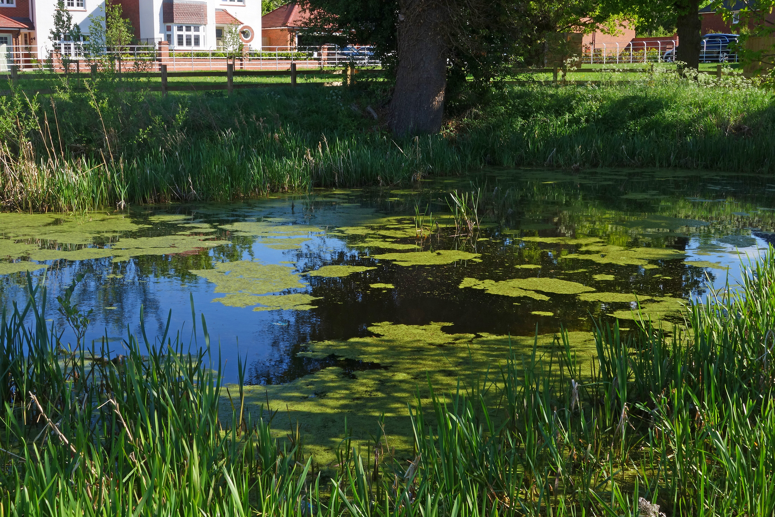 Still Waters