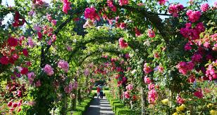 rose garden