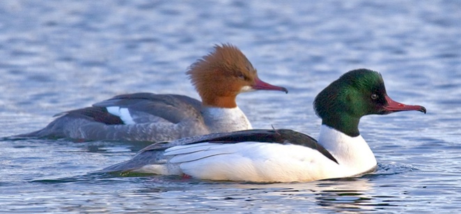Goosanders