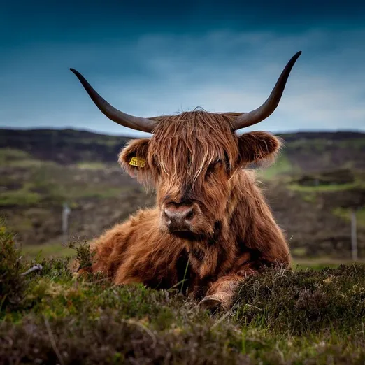 Cattle, animal, pasture, highland cattle, cow