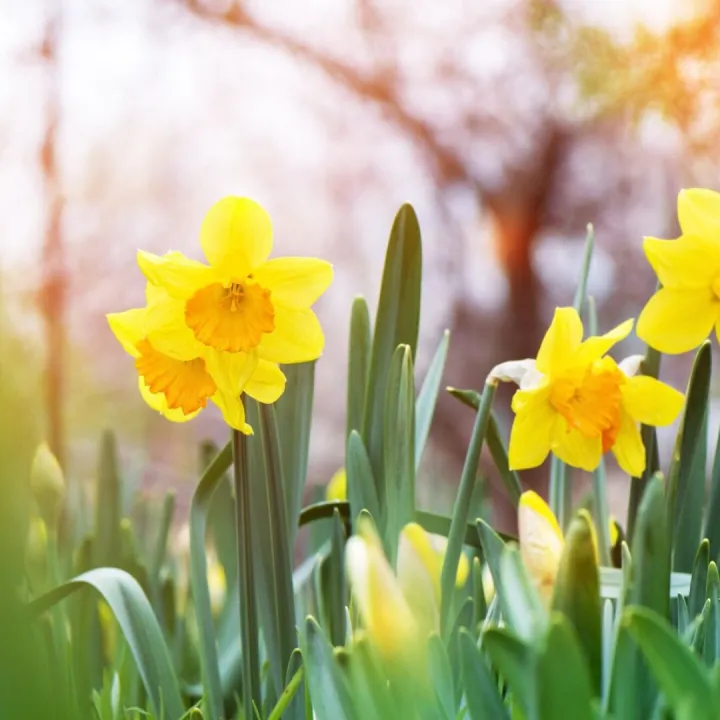 The yellow daffodil (Narcissus) blooming in the