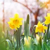 The yellow daffodil (Narcissus) blooming in the