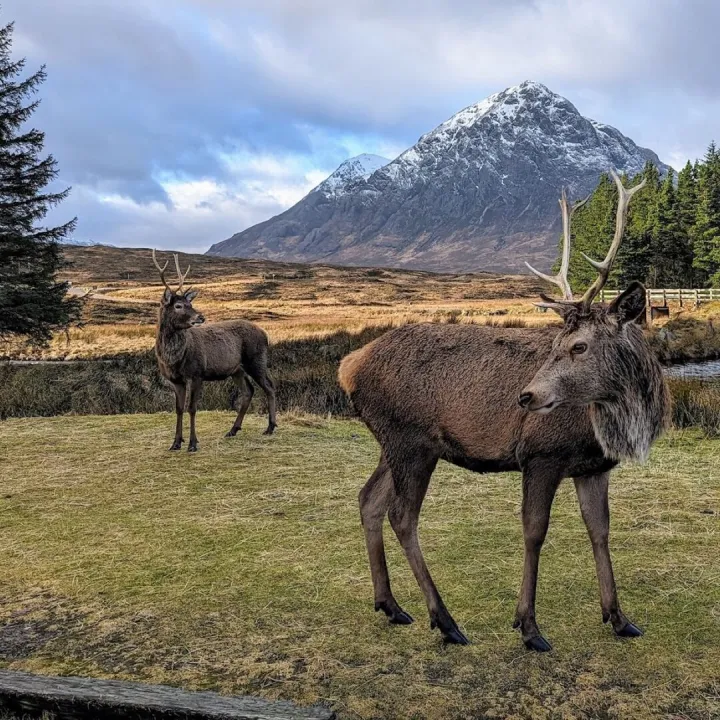 Stags, Glencoe