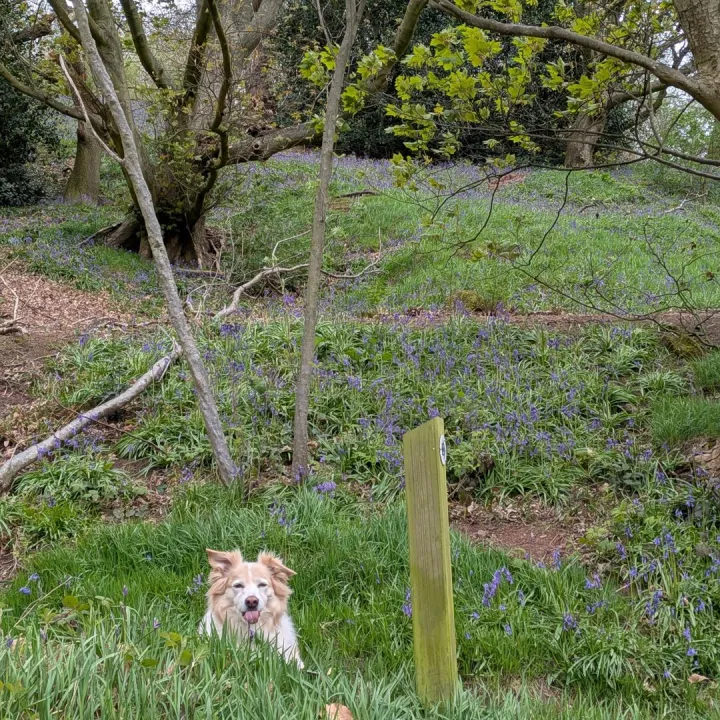 Bluebells