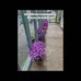 Flower Festival