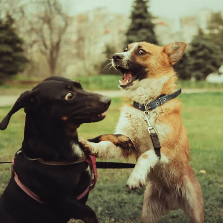 Two dogs playfully interacting in a park