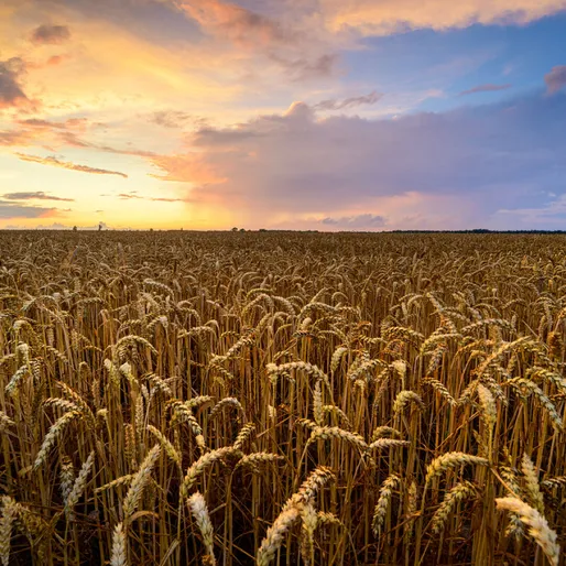 Agriculture Sector