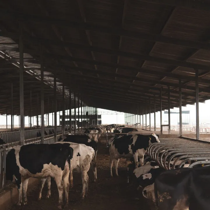 Holstein cows inside a large barn, showcasing a