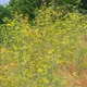 RR Wild Fennel F9617