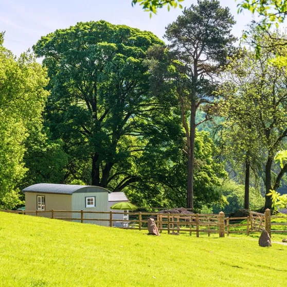 The Shepherd’s Crook hut below the mature woodland