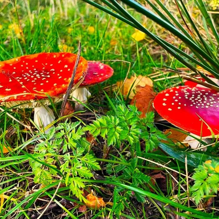 -Fly Agaric