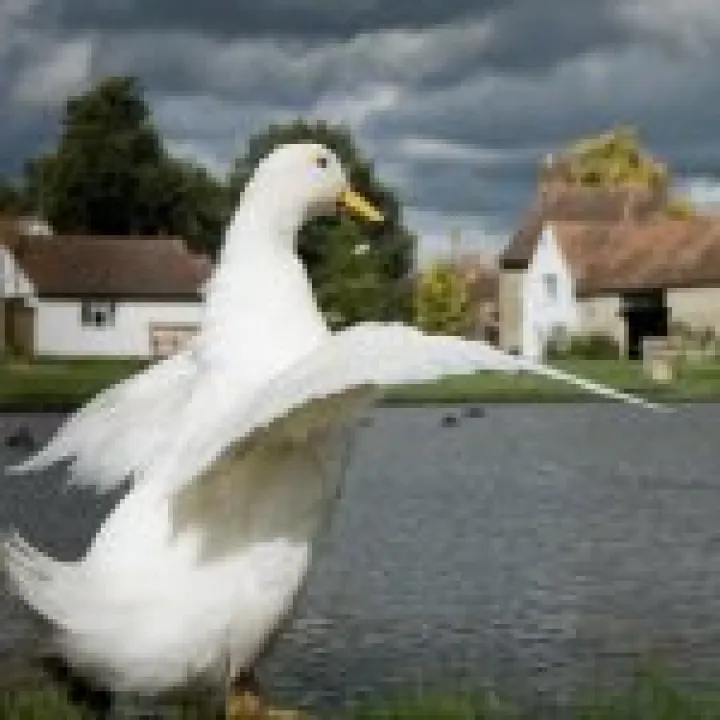 Duck Stretch 02