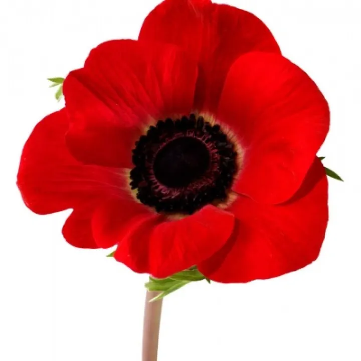 poppy2