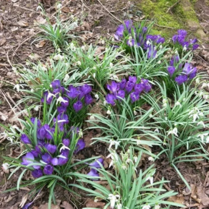 Spring 2