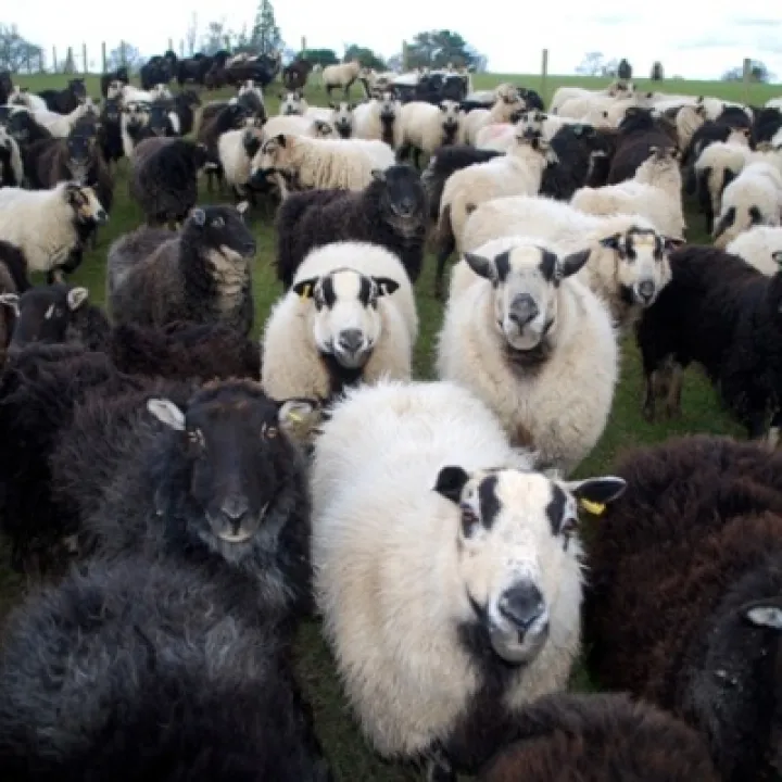 Sheep3