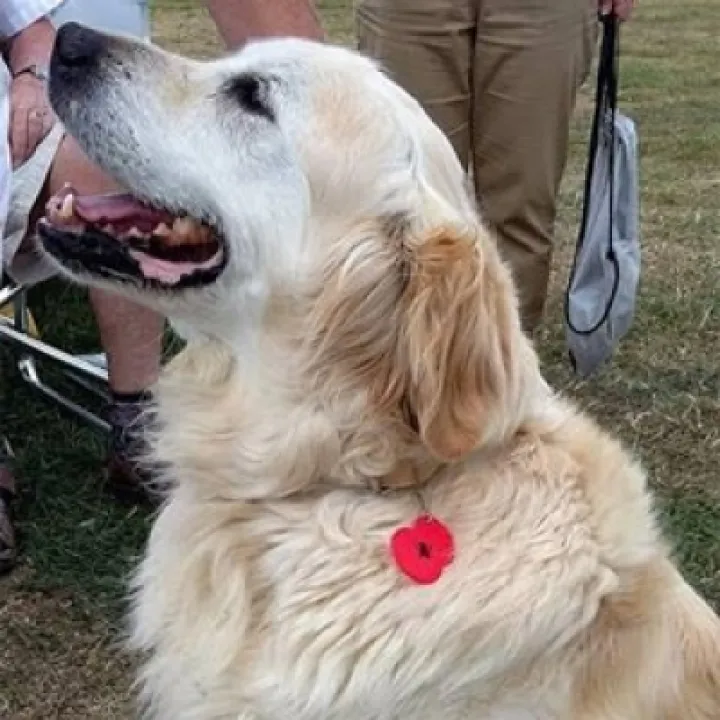 Dog