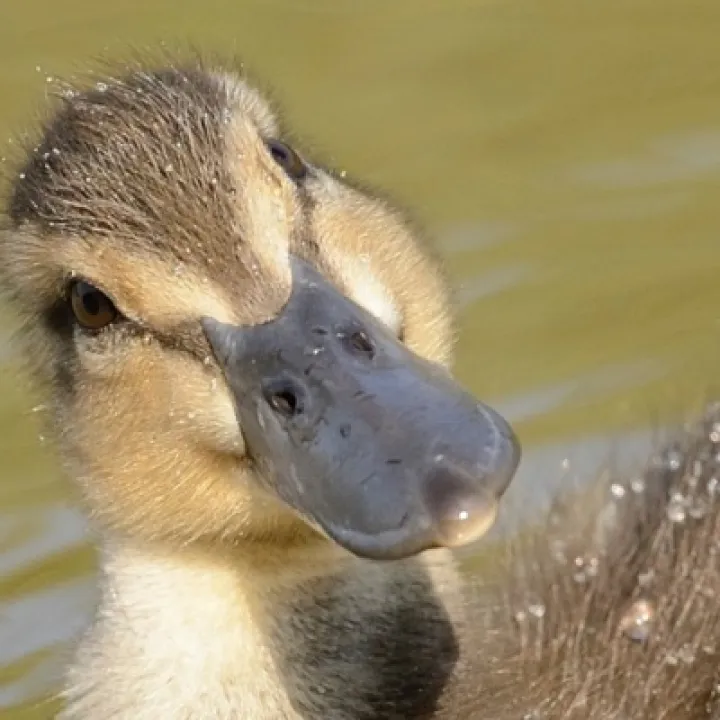 duck-M181459