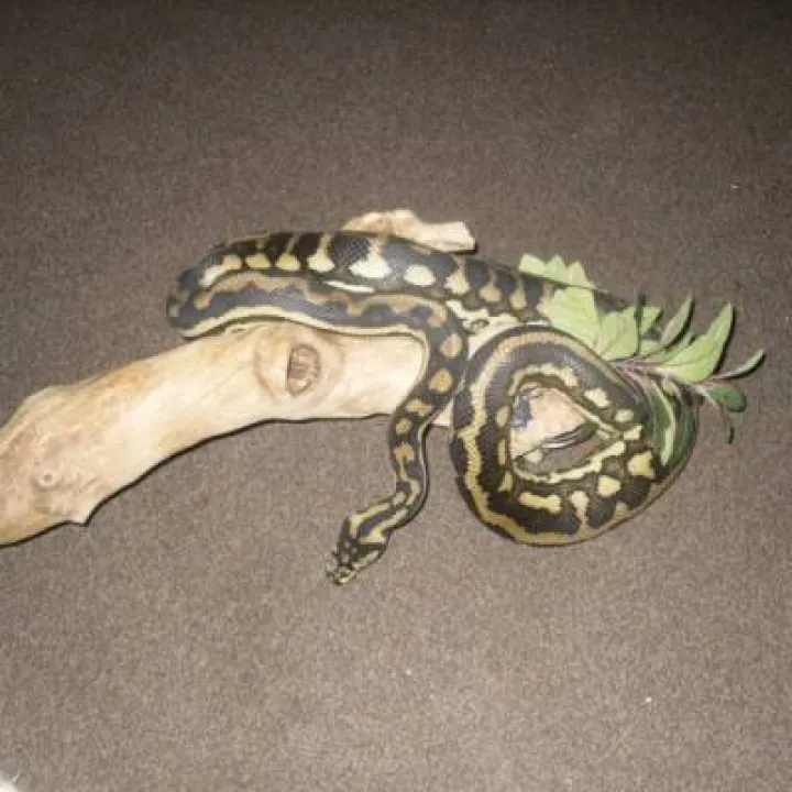 Lizards