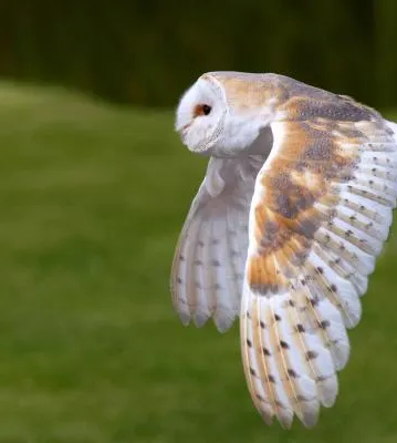 Barn owl