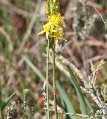 Bog Asphodel