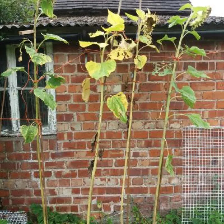 sunflower 3rd place