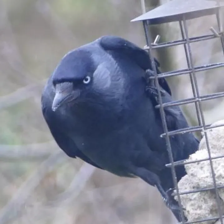 Birds in garden2