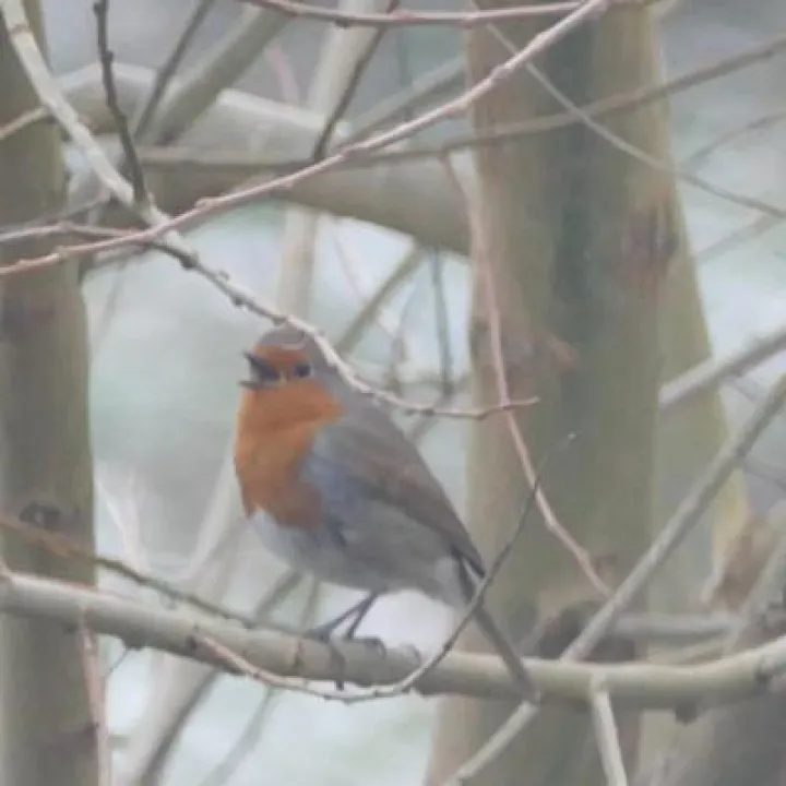 Birds in garden5