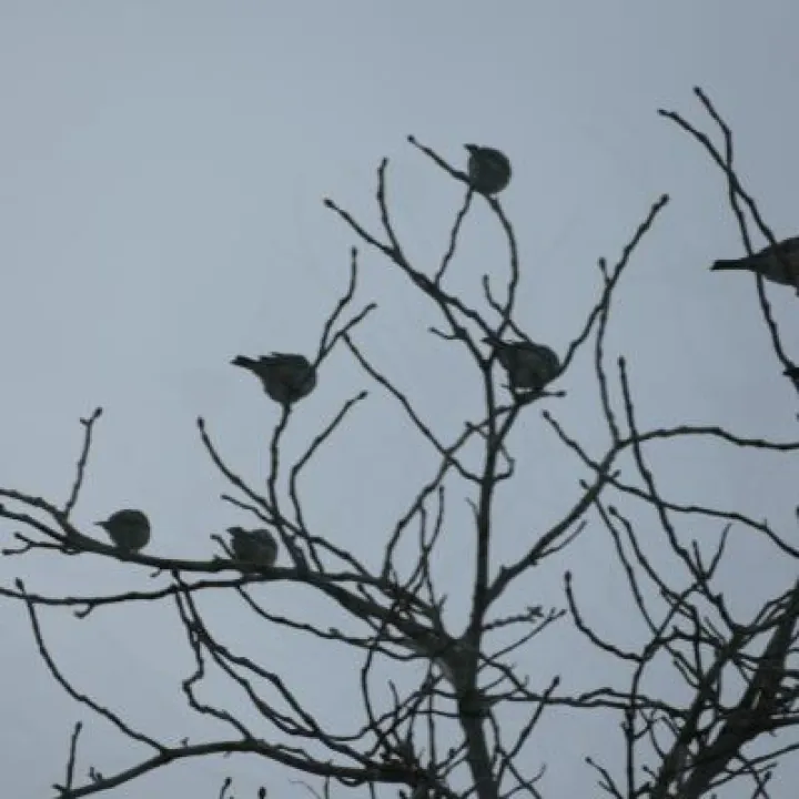 Birds in garden8