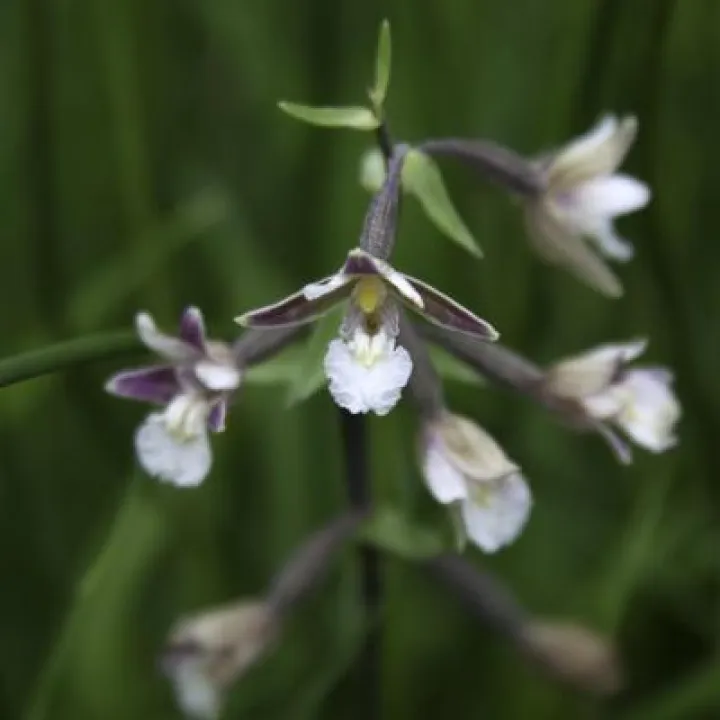 Orchid 2
