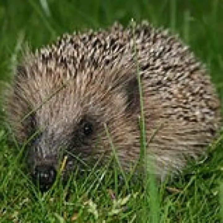 Hedgehog