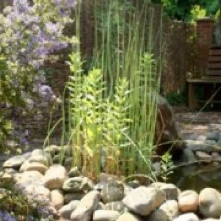 Aston_tirrold_garden