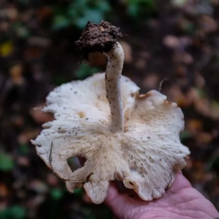 Fungal Foray 5
