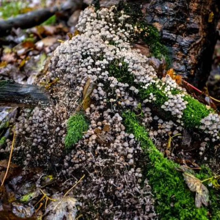Fungal Foray 6
