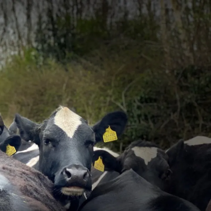 HL cows