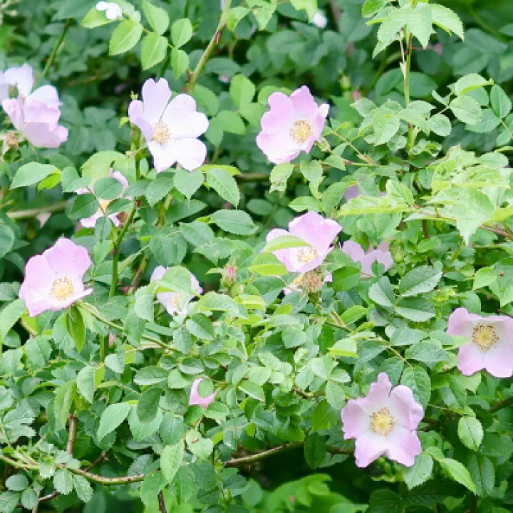 Flowers 1