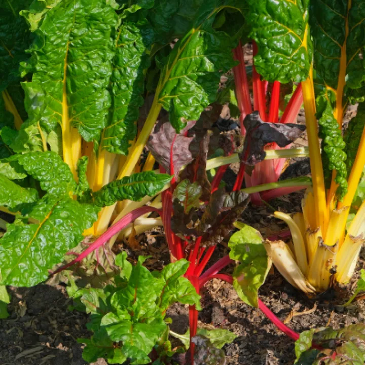 Allotments 4