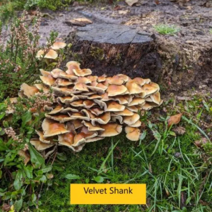 Velvet Shank