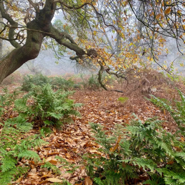 Autumnal Image 4