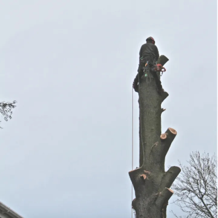 Tree Removal 8