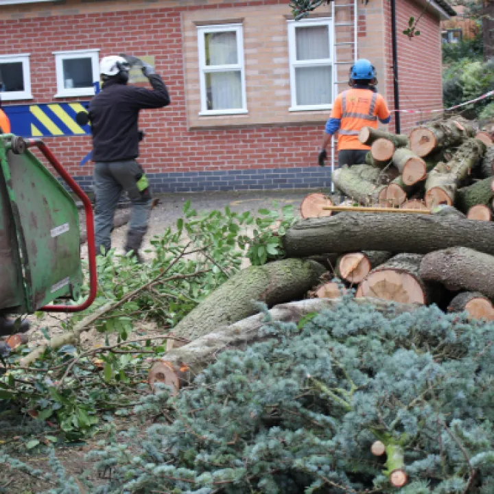 Tree Removal 10