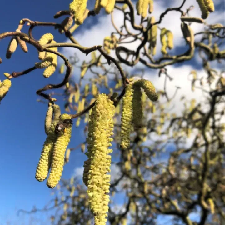 bees 2