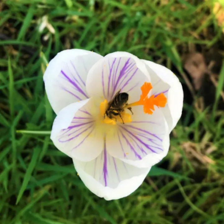 bees 7