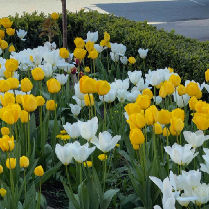 Village Flowers