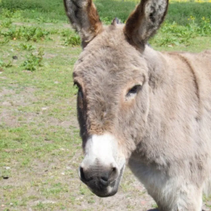Donkey
