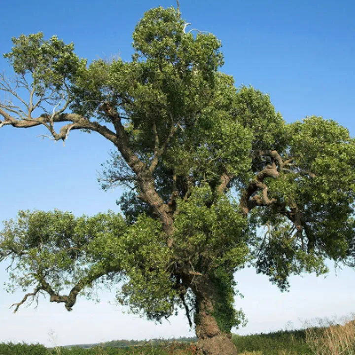 Black poplar tree
