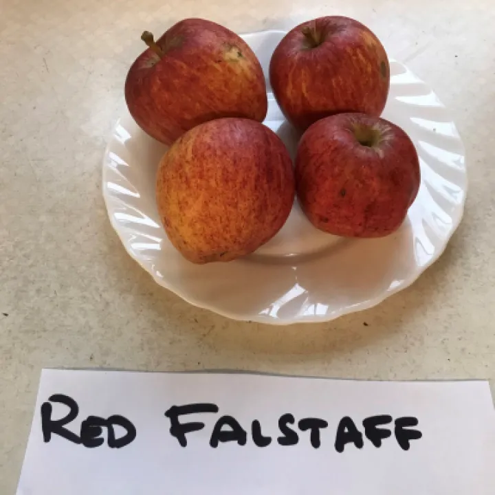 Falstaff
