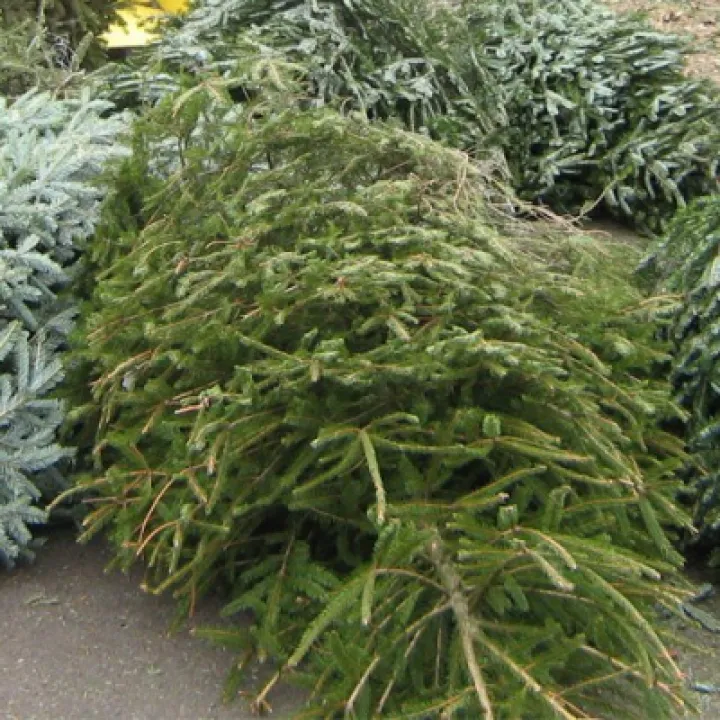 Recycle Christmas tree