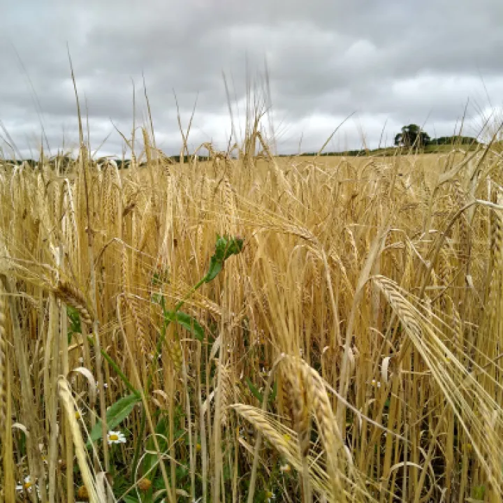 Wheat field